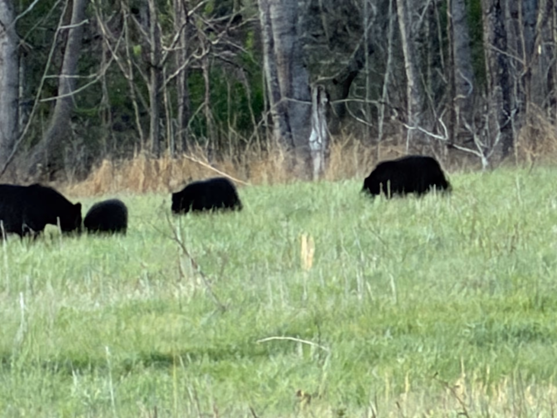 Black bears grazing across a Cades Cove field