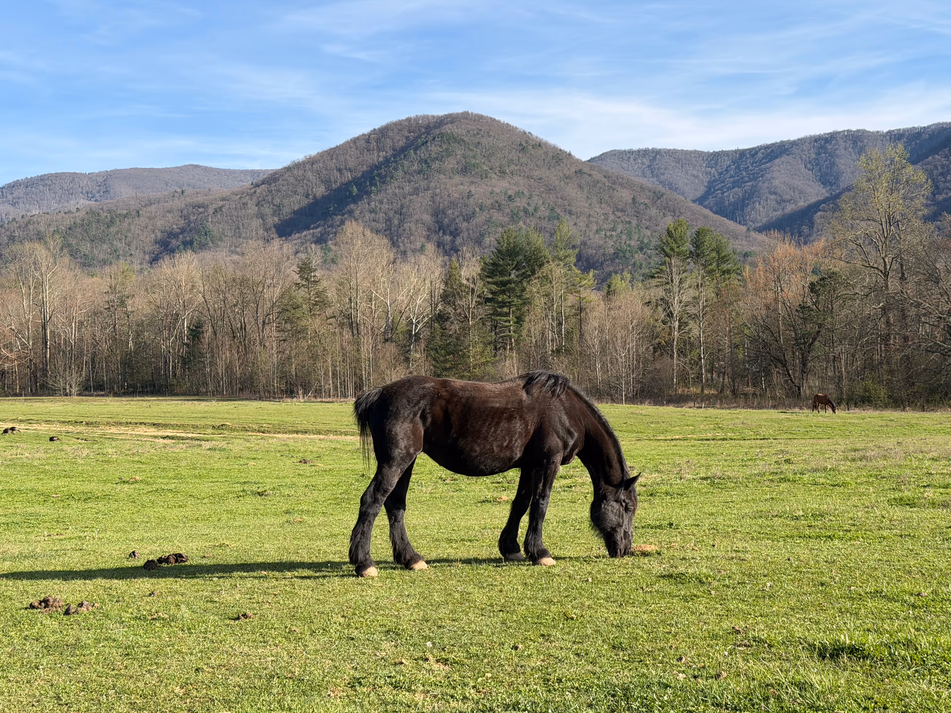 Horse grazing in a Cades Cove pasture with mountains behind it