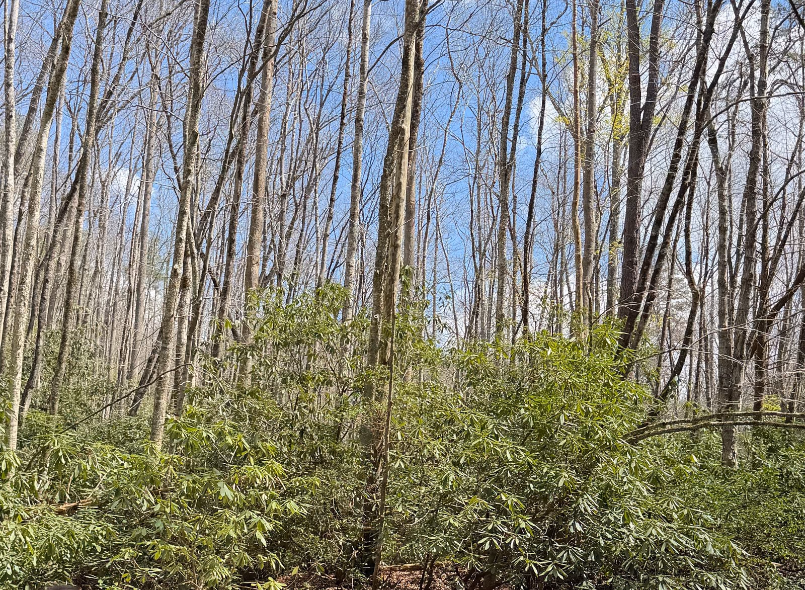 Rhododendron and forest near Lynn Camp Prong in the Tremont area