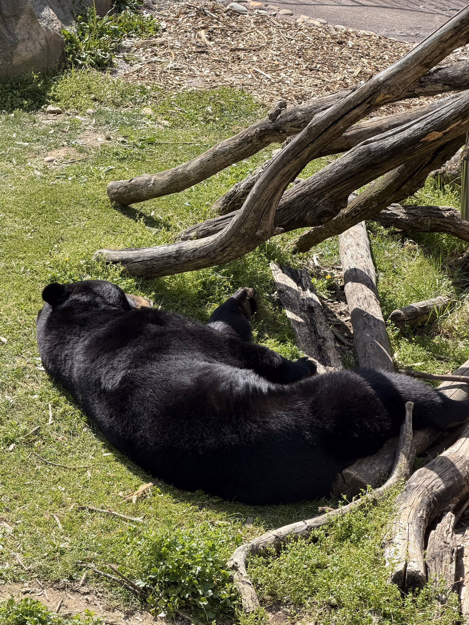 Bear at the Wildlife Habitat at Ober Mountain