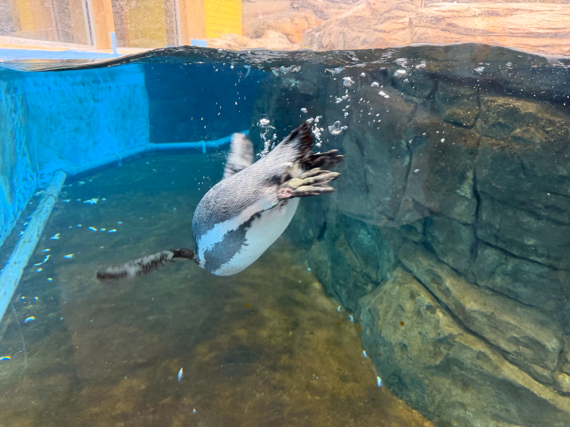 African penguin swimming underwater in a blue exhibit tank