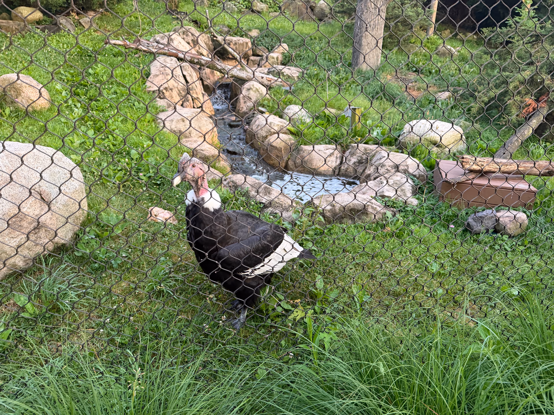 Andean condor standing in a green enclosure at Turtle Back Zoo