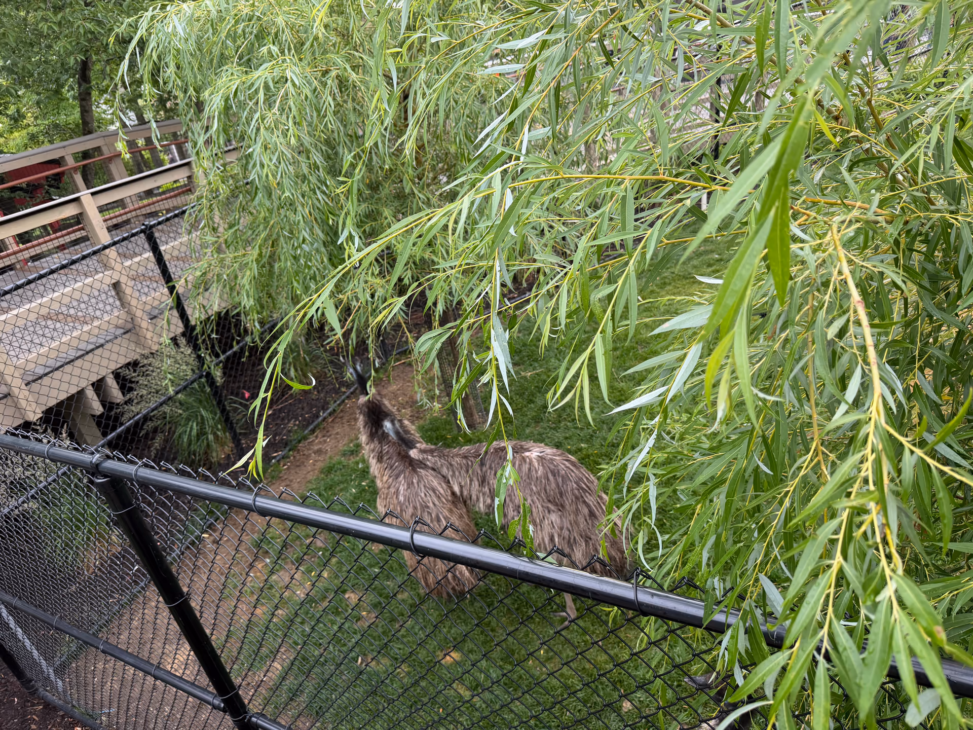 Emu standing under hanging willow branches at Turtle Back Zoo