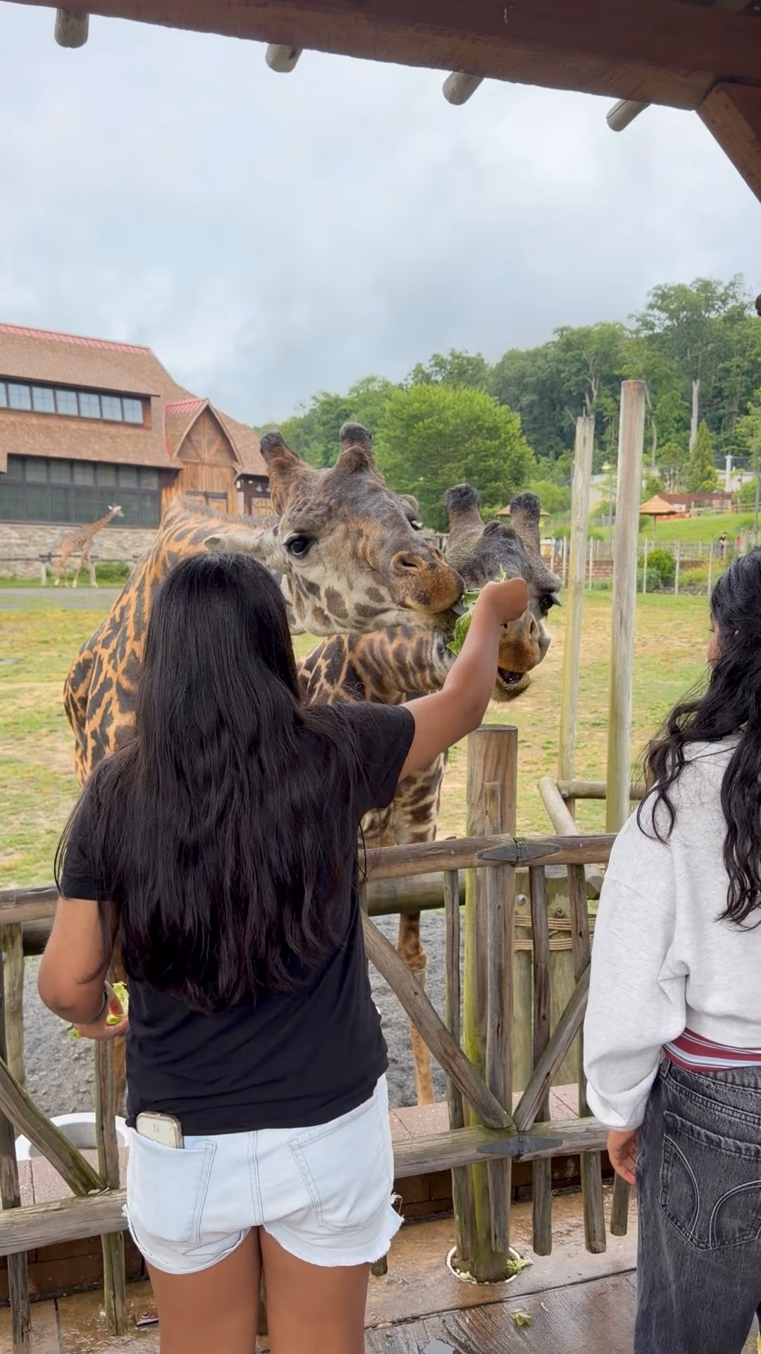 Close view of a giraffe eating lettuce from a visitor's hand