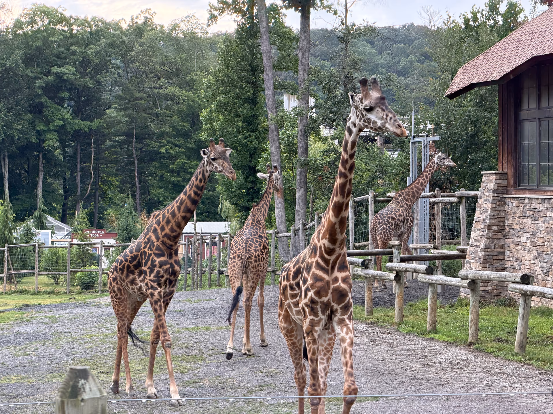 Four giraffes standing outside in the Turtle Back Zoo giraffe yard