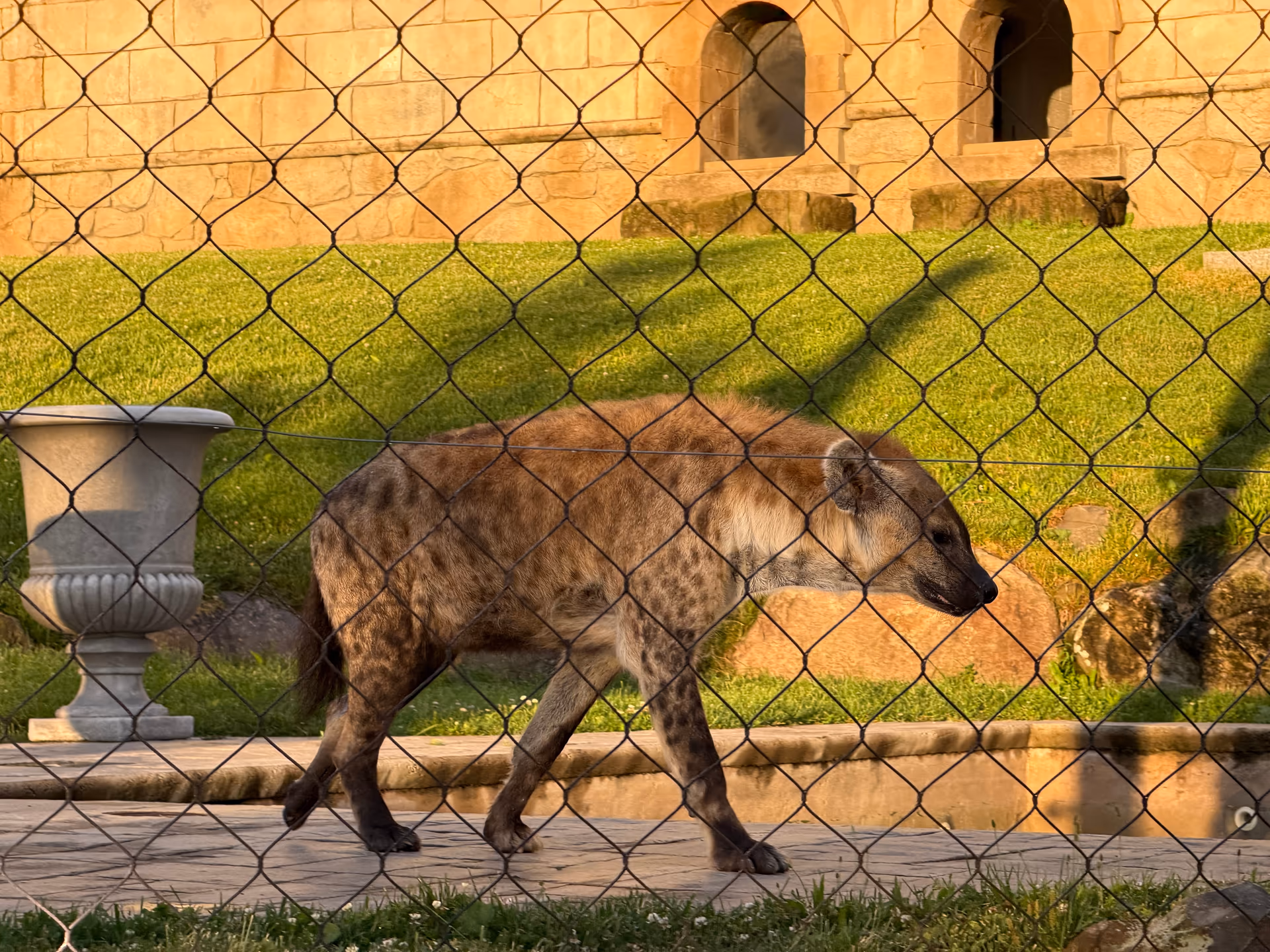 Hyena walking through a sunlit enclosure