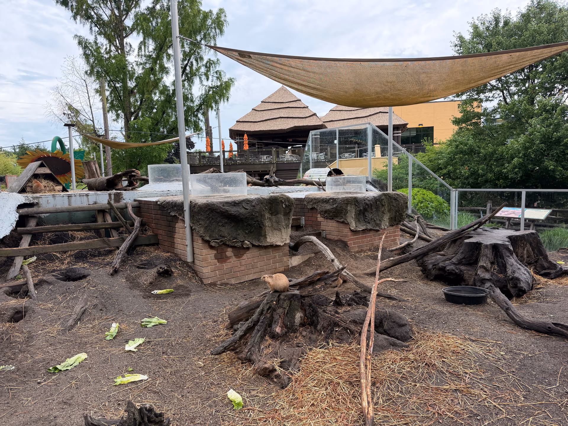Prairie dog habitat with logs, burrows, and scattered lettuce