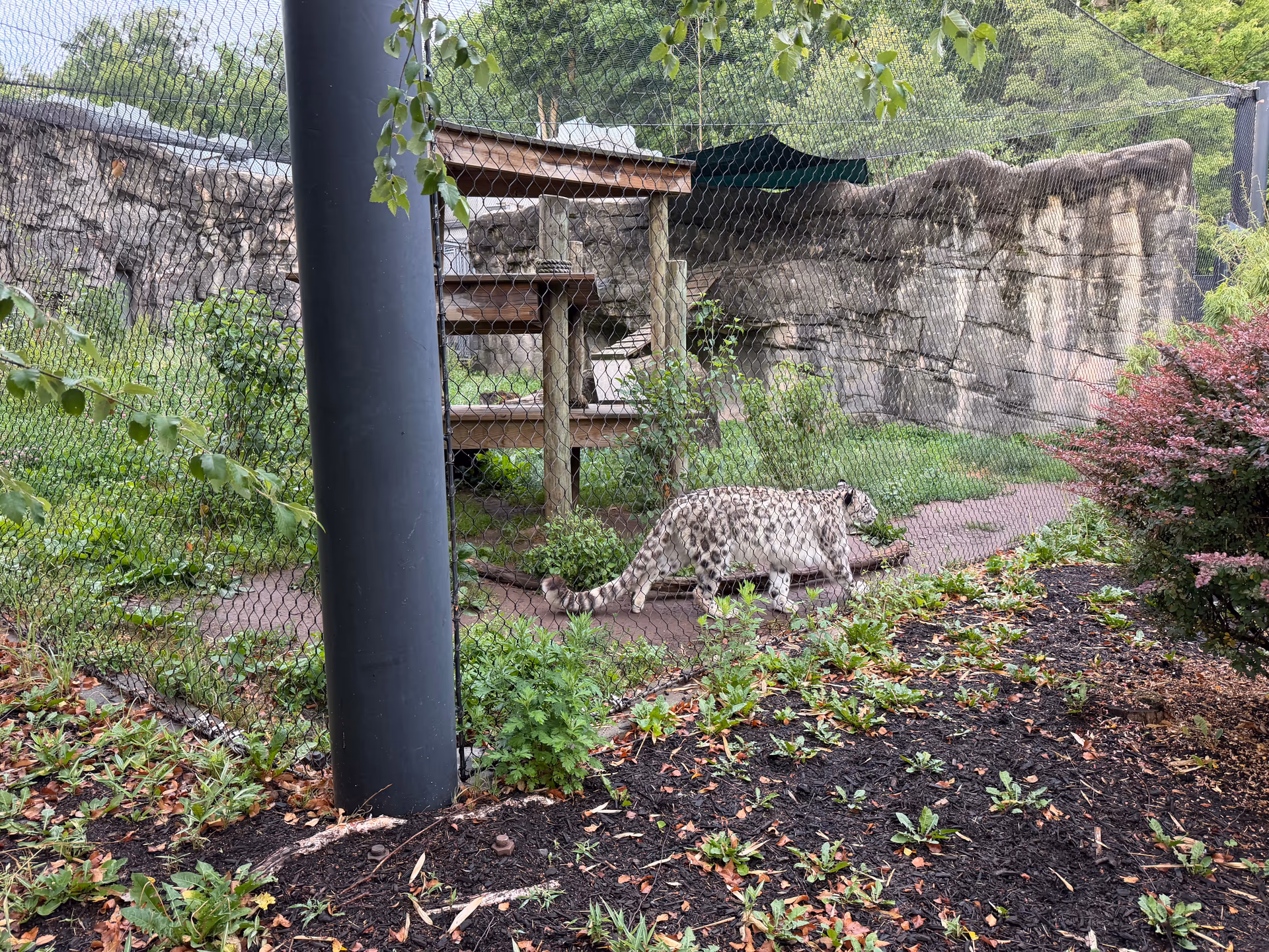 Snow leopard walking through a green enclosure at Turtle Back Zoo