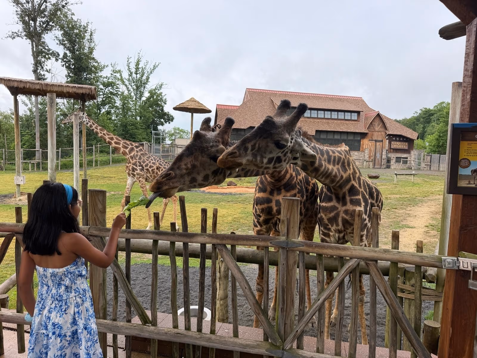 A child seen from behind feeding lettuce to giraffes at Turtle Back Zoo