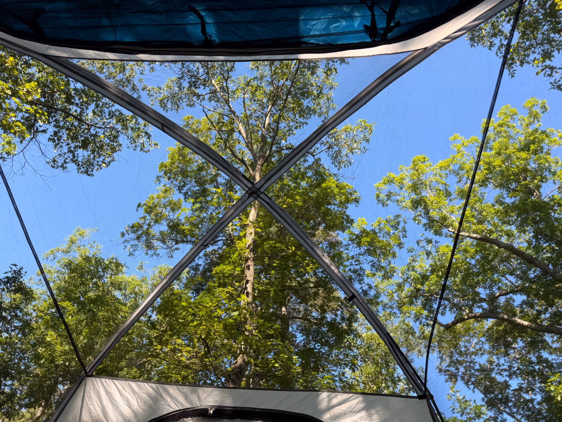 Morning view of trees and blue sky through the top of the tent